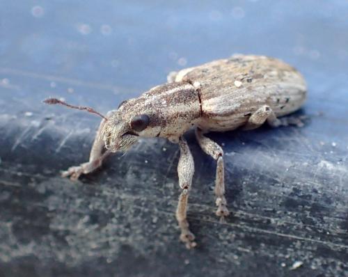 Réf. 244 273 : Sitona sp.